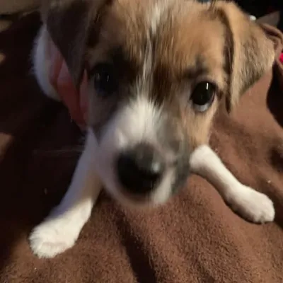 JRT profile