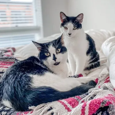 juju & jellybean profile
