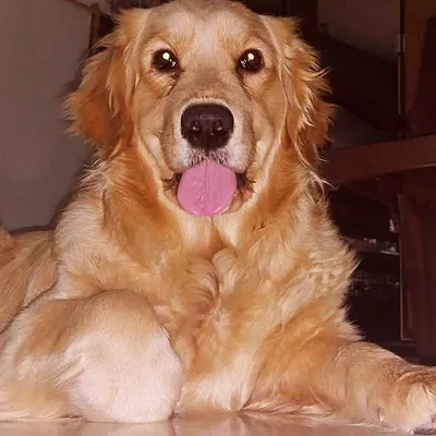 Dog lovers profile