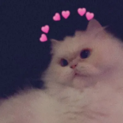 Cats 😺 قطط profile