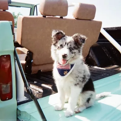 June the Border Aussie profile
