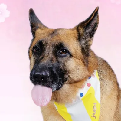 Jupi the German Shepherd profile