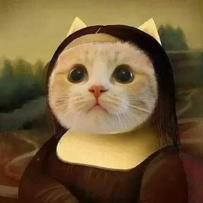 just cat story profile