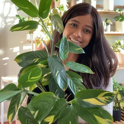 Nims | Planty things 🪴 profile