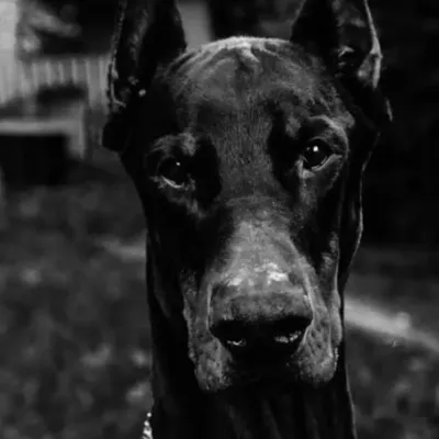 Андрей горобцов profile