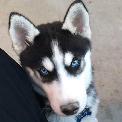 JFPW-Justice For Puppies ๐บ๐ธ/๐ profile