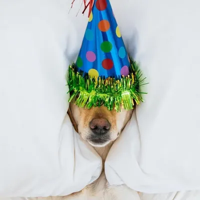 Just Labradors ๐ถ profile