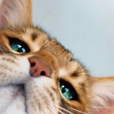 Mango Brown Bengal Kitty Cat profile