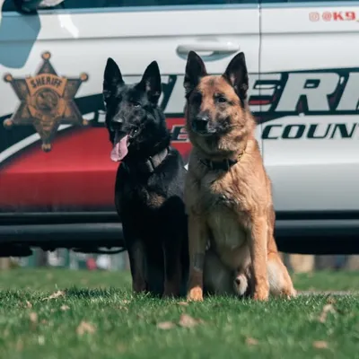 K9 Loki & K9 Leiche profile