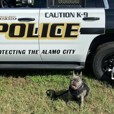 K9_Rocco profile