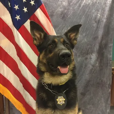 K9 Rony profile