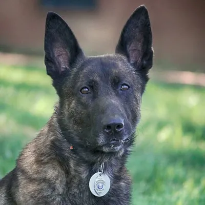 ROSCOE: POLICE DOG profile