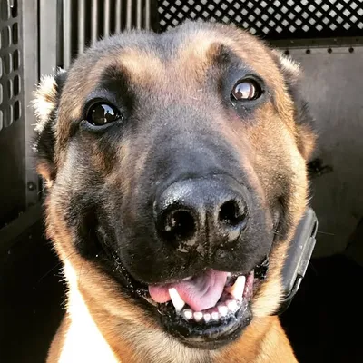 K9 Dune / K9 Stryker / K9 Atlas profile