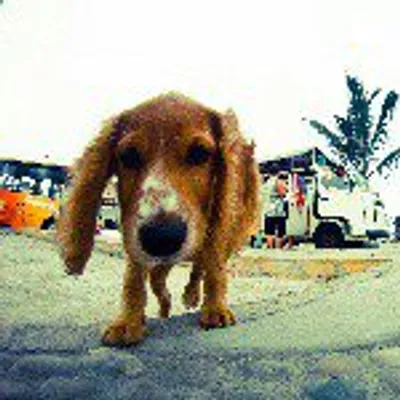 k9adventuretime profile