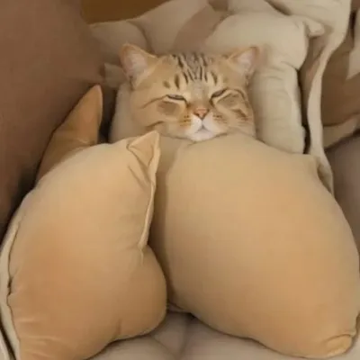 Ka Meow profile