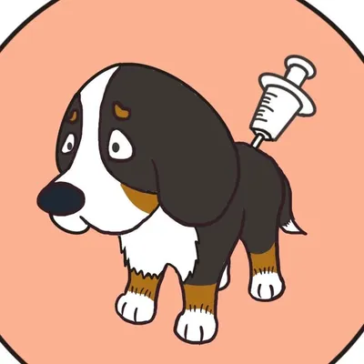 Kaia 卡亞 | Bernese Mountain Dog profile