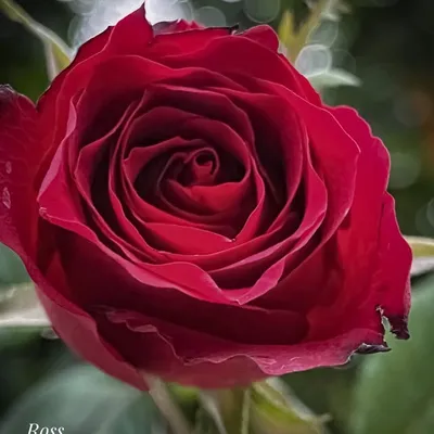 Ross_Makro profile