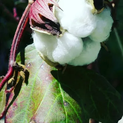 kala cotton profile