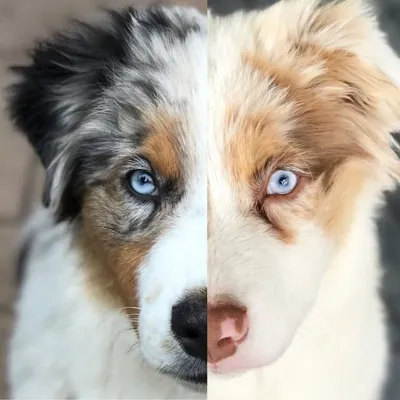 Kaladin & Storm profile