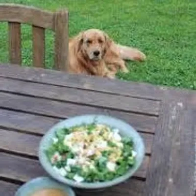 Kale Salad Animals profile