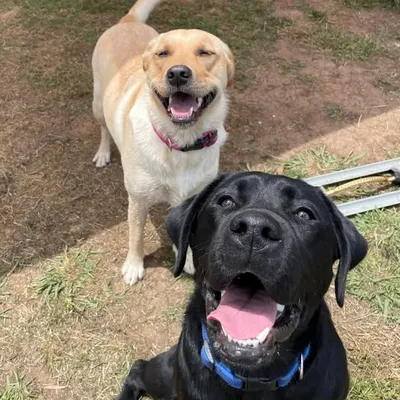 Kallie & Cooper profile