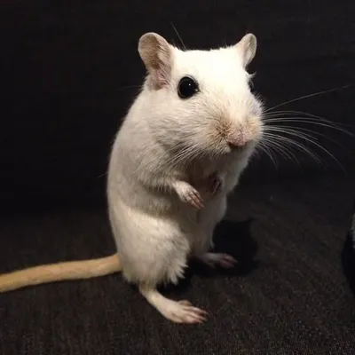 🐭Kaddi profile