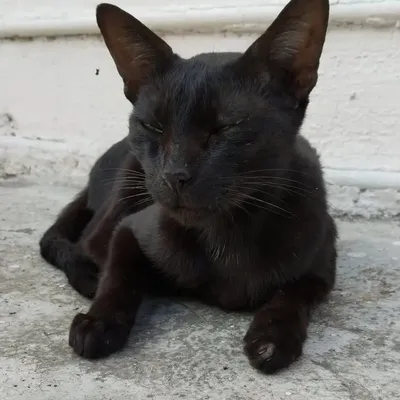 Kalu The Black Cat ๐ profile