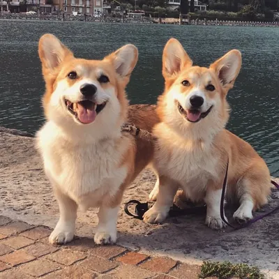 Zelda and Midna the Corgis profile