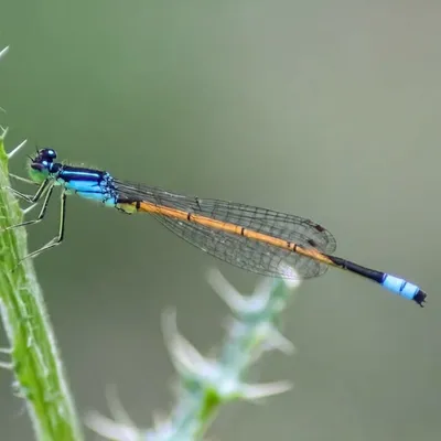 kashmir Insects profile