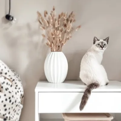 chani︱cat‘s︱interior ♡︎ profile