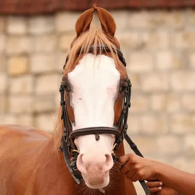 Kathiyavadi Horse Lover profile