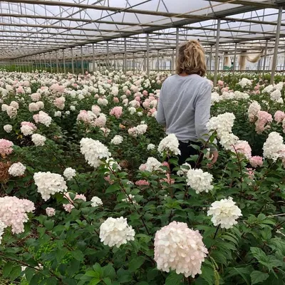 Katie Marx Flowers profile