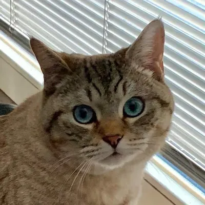 Katzer Adolf profile