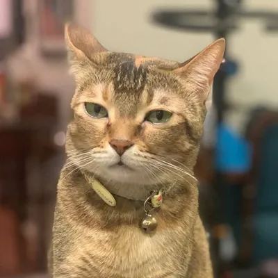 Kavi Kittu profile