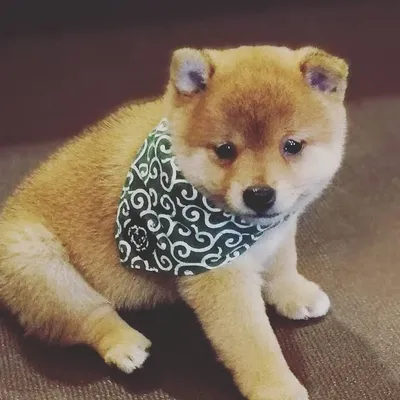 Shiba inu profile