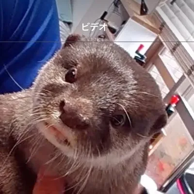 カワウソふく(Asian small-clawed otter Fuku) profile