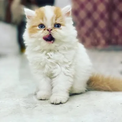 kayyumshaikh profile