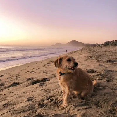 Keefer the Dog profile