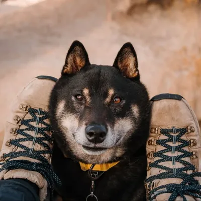 Kelso the shiba & family » SoCal adventures profile