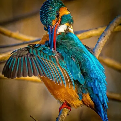 profile