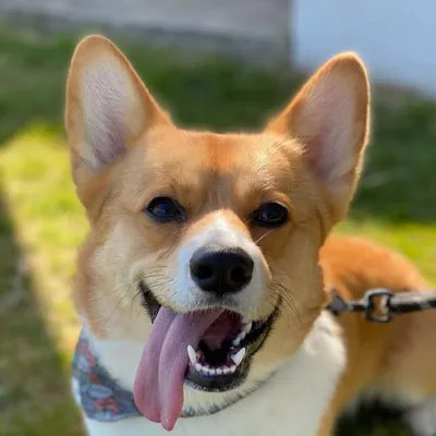 Griffey the Corgi profile