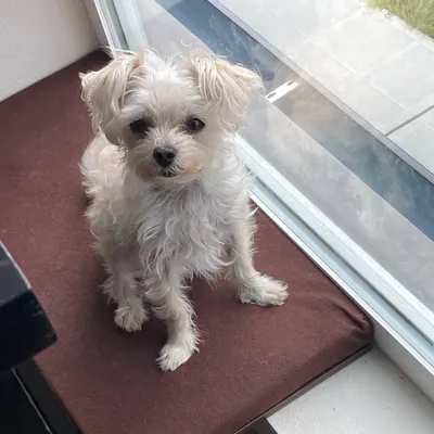 Kensie the Dog profile