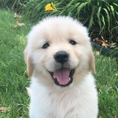 Golden Retriever | Kensington profile
