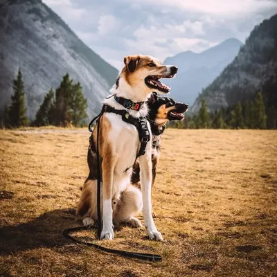 Rachel | Kepler & Mira profile