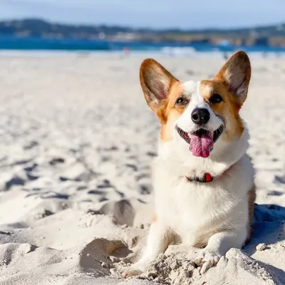Ketchup The Corgi ⚡️ profile