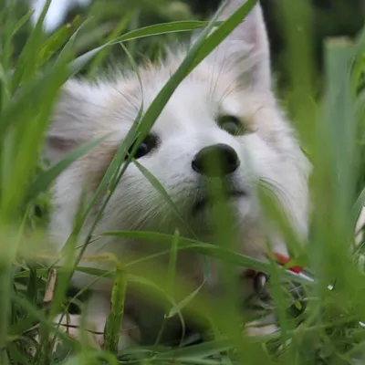 Khala_The_Fox profile