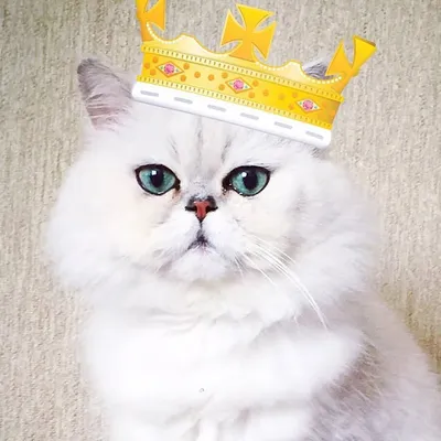 I am Kheyri♂🦁👑 profile