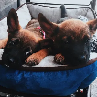 Kia and Koba profile