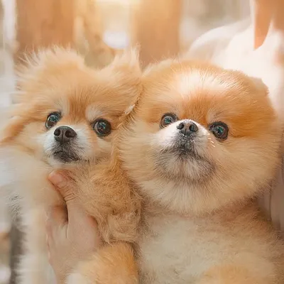 🌼KiKi&Guss🧿🐾💛🐶💙 profile
