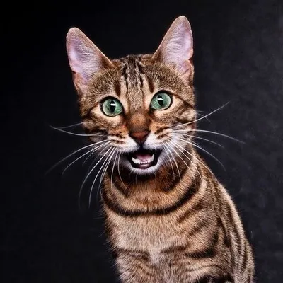 عالم القطط😸🇮🇶 profile